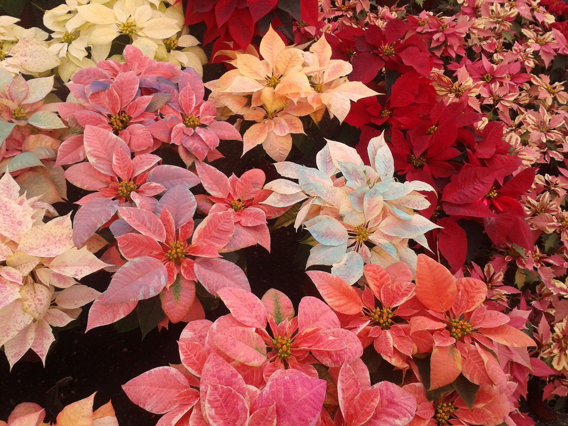 Exportación de la flor de nochebuena: sinónimo de éxito en épocas navideñas